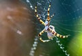 Closeup view of a banded garden spider on a web Royalty Free Stock Photo