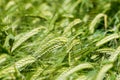 Closeup view of a bar of barley in a field Royalty Free Stock Photo