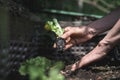 Bare female hands planting young lettuce seedling in a fertile garden soil Royalty Free Stock Photo