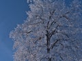 Closeup view of bare tree in winter with frozen and snow-covered branches causing white texture of light and shadow. Royalty Free Stock Photo