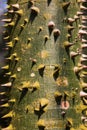 A closeup view of the bark of a young Ceiba Ceiba pentandra