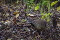 Closeup view of a Barred buttonquail