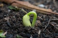 Closeup view of bean sprout germination Royalty Free Stock Photo