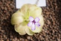 Mexican butterwort \