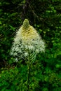 0000335 Closeup view of beautiful bear grass along the Iceberg Lake Trail, Glacier National Park Montana 5151 Royalty Free Stock Photo