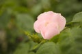 View of beautiful blooming briar rose bush outdoors. Space for text Royalty Free Stock Photo