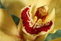 Closeup view of beautiful blooming orchid flower with dew drops Royalty Free Stock Photo