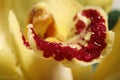 Closeup view of beautiful blooming orchid flower with dew drops as background Royalty Free Stock Photo