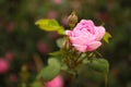 View of beautiful blooming pink rose bush outdoors. Space for text Royalty Free Stock Photo