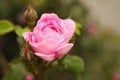 Closeup view of beautiful blooming pink rose bush. Space for text Royalty Free Stock Photo