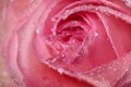 Closeup view of blooming pink rose with dew drops as background Royalty Free Stock Photo