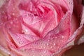 Closeup view of blooming pink rose with dew drops as background Royalty Free Stock Photo