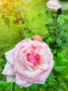 Closeup view of beautiful blooming pink rose with dew drops on green background. Gentle pink rose with drops of dew on blurred Royalty Free Stock Photo