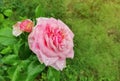 Closeup view of beautiful blooming pink rose with dew drops on green background. Gentle pink rose with drops of dew on blurred Royalty Free Stock Photo