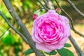 Closeup view of beautiful blooming pink rose flower