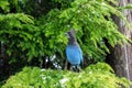 Closeup view of the beautiful blue and black bird, the Stellar`s Jay or Cyanocitta stelleri, perching in the branch of a fir tree Royalty Free Stock Photo