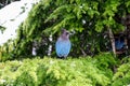 Closeup view of the beautiful blue and black bird, the Stellar`s Jay or Cyanocitta stelleri, perching in the branch of a fir tree Royalty Free Stock Photo