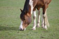 Closeup view of Beautiful brown pinto horse eating grass Royalty Free Stock Photo