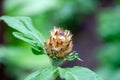 Closeup view of a beautiful closed bud centaurea nigra on a blurred green background