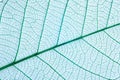 Closeup view of beautiful decorative leaf Royalty Free Stock Photo
