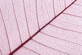 Closeup view of beautiful decorative leaf Royalty Free Stock Photo