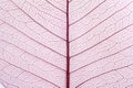 Closeup view of beautiful decorative leaf Royalty Free Stock Photo