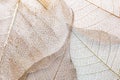 Closeup view of beautiful decorative leaves Royalty Free Stock Photo