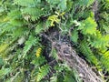 A closeup view of beautiful and detailed wild lush natural tree fern plants