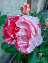 Closeup view of a beautiful dual color rose half red and half white Royalty Free Stock Photo