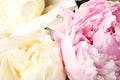 Closeup view of fresh peony flowers Royalty Free Stock Photo