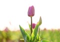 Closeup view of beautiful fresh tulip on field. Blooming spring flowers Royalty Free Stock Photo