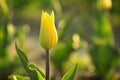 Closeup view of beautiful fresh tulip on field. Blooming spring flowers Royalty Free Stock Photo