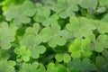 Closeup view of beautiful green clover leaves Royalty Free Stock Photo