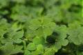 Closeup view of beautiful green clover leaves Royalty Free Stock Photo