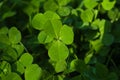 Closeup view of beautiful green clover leaves Royalty Free Stock Photo