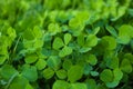 Closeup view of beautiful green clover leaves Royalty Free Stock Photo