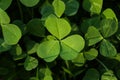 Closeup view of beautiful green clover leaves Royalty Free Stock Photo