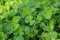 Closeup view of beautiful green clover leaves Royalty Free Stock Photo