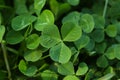 Closeup view of beautiful green clover leaves Royalty Free Stock Photo