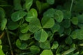 Closeup view of beautiful green clover leaves Royalty Free Stock Photo