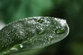 Closeup view of beautiful green leaf with dew drops Royalty Free Stock Photo