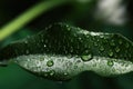 Closeup view of beautiful green leaf with dew drops Royalty Free Stock Photo