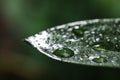 Closeup view of beautiful green leaf with dew drops Royalty Free Stock Photo