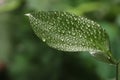 Closeup view of beautiful green leaf with dew drops Royalty Free Stock Photo