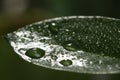 Closeup view of beautiful green leaf with dew drops Royalty Free Stock Photo