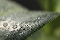 Closeup view of beautiful green leaf with dew drops Royalty Free Stock Photo