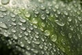 Closeup view of beautiful green leaf with dew drops as background Royalty Free Stock Photo