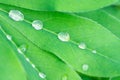 Closeup view of beautiful green leaf with dew drops Royalty Free Stock Photo