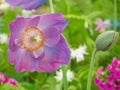 Beautiful Himalayan Blue Poppy Meconopsis flower and a bud in the garden against soft-focused variegated background. Royalty Free Stock Photo