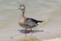 Closeup view of Beautiful Mallard duck at the lake Royalty Free Stock Photo